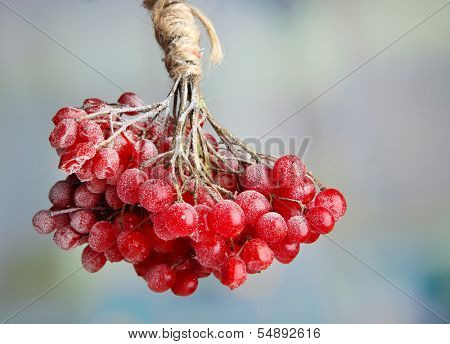 Red berries of viburnum with ice crystals, on light background
