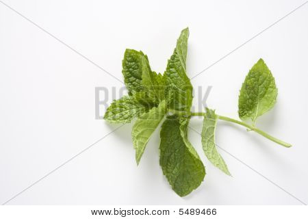 Les feuilles de Mentha Suaveolens vert sur fond blanc