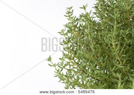 Branches de Thymus Vulgaris sur fond blanc