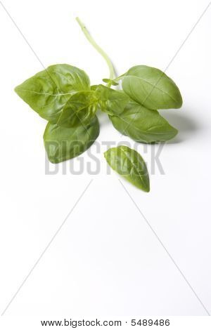 Une Branche de basilic vert feuilles sur fond blanc