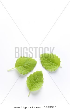 Trois feuilles de Melissa Officinalis sur fond blanc
