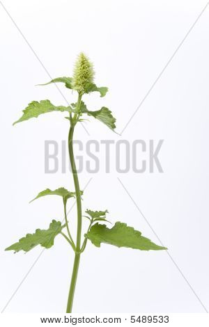 Bílý kvetoucí Agastache Rugosa na bílém pozadí