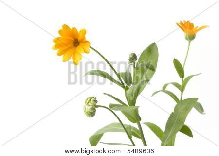 Souci avec une fleur orange sur fond blanc