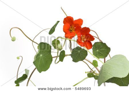 Cress indiennes avec des fleurs Orange sur fond blanc
