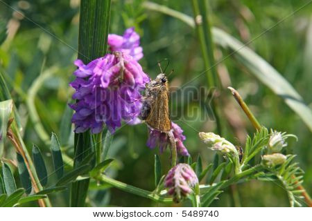 Kapitan motyl