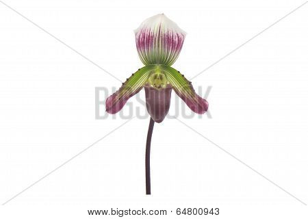 Paphiopedilum collosum  isolated On White background
