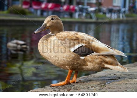 Light Brown Duck Sitting On Bricks Near Canal