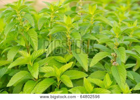 Indian tree basil (Ocimum Gratissimum) , peppermint tree