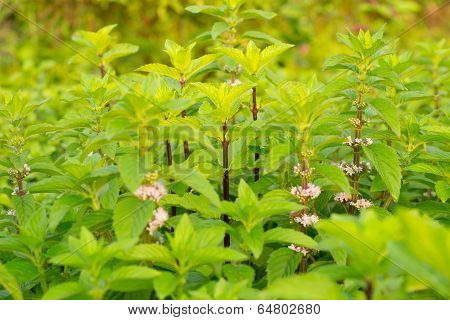 Indian tree basil (Ocimum Gratissimum)