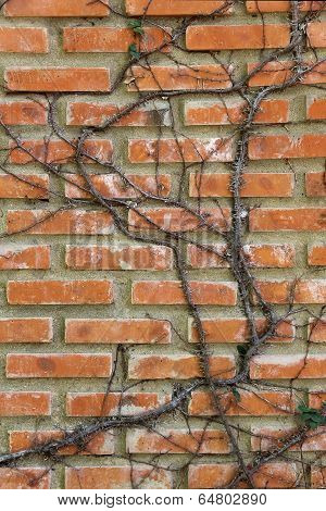 Brick Wall With Tree Branches