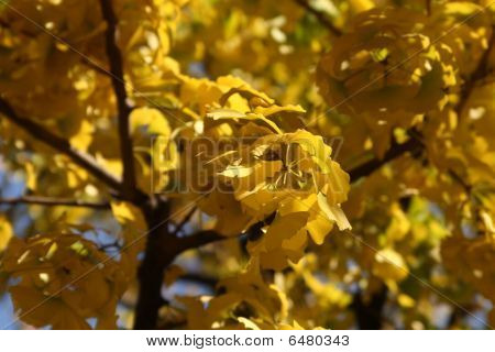 gul ginko blade