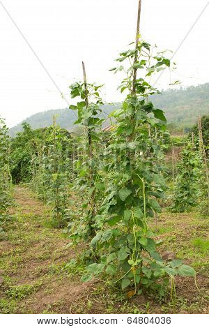 yard long bean growing on vine in field