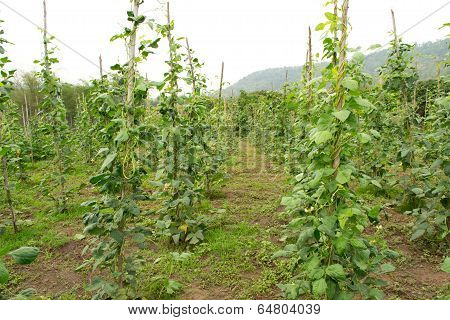 yard long bean growing on vine in field