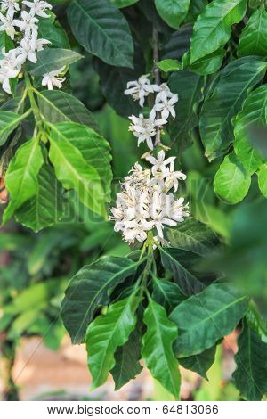 Coffee Flowers