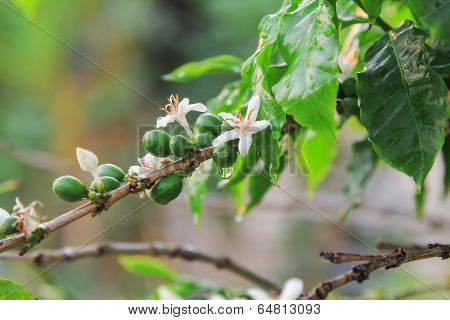 Coffee tree in nature.