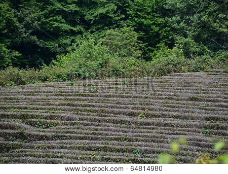 Tea Growing