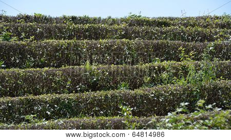 Tea On The Bushes