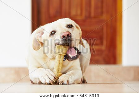 Dog With Bone