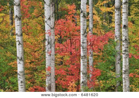 Herbst Ahorn und Espen