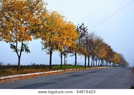 Autumn Mist