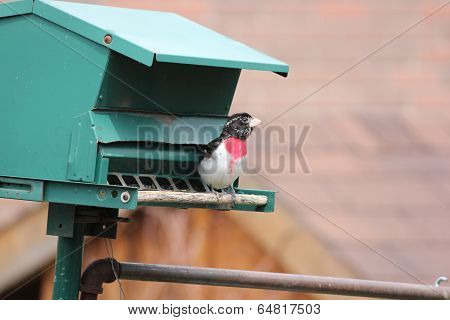 Grosbeak, Rose-breasted on Feeder (M)