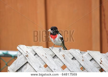 Grosbeak, Rose-breasted on Fence (M)