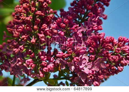 Lilac