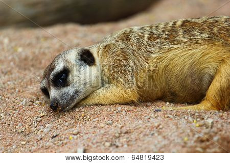 Meerkat
