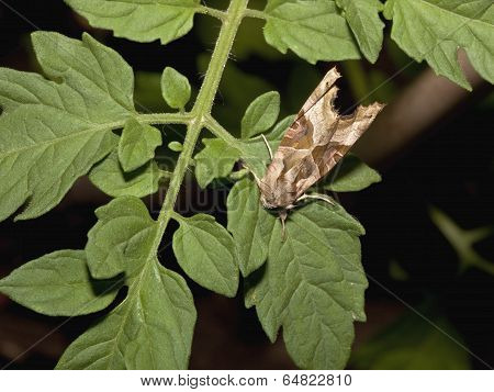 A Double Square Spot Moth
