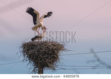 two stork on nest closeup