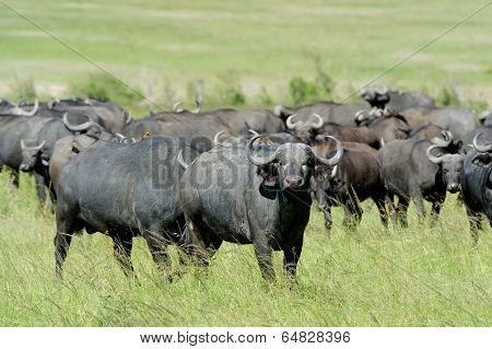 Buffalo