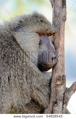 Olive Baboon