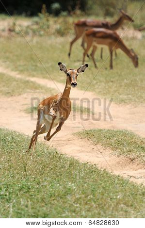 Impala