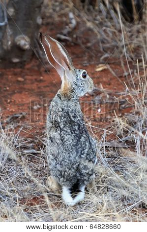 Hare