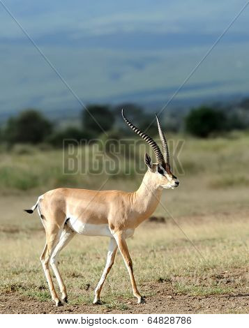 Thomson's Gazelle