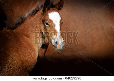 Foal