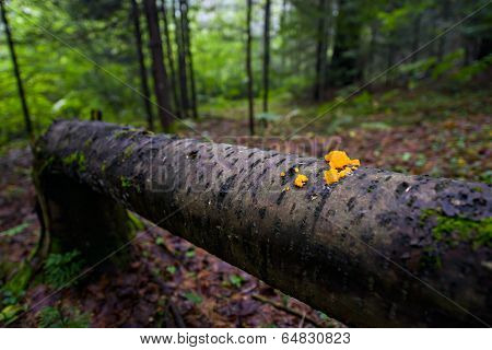 Orange Jelly Fungi on a Fallen Tree