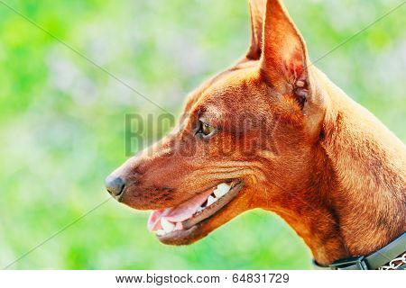 Close Up Brown Dog Miniature Pinscher Head
