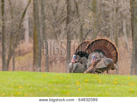 Wild Turkey (meleagris Gallopavo)