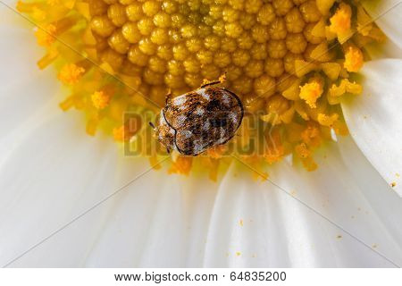 Varied Carpet Beetle On A Daisy