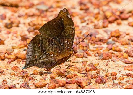 The Autumn Leaf Butterfly
