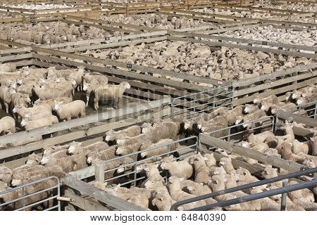 Sheep in crowded pens