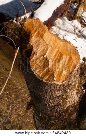 Tree Stump Cut Off Beaver Teeth Carving Winter Outdoor