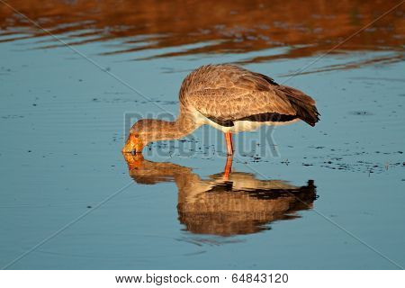 Yellow-billed stork (Mycteria ibis) foraging in shallow water, South Africa