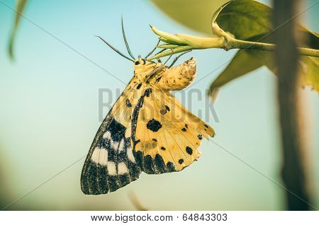 Yellow Moth