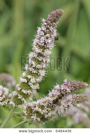 เท็จแอปเปิ้ลมิ้นท์ - Mentha x rotundifolia