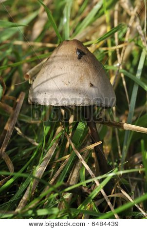 Fungo do estrume - Panaeolus semiovatus