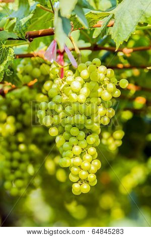 Grape Farm,fresh Green Vineyards.