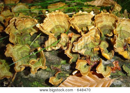 Tree Mushrooms