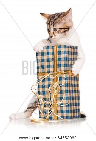 Cute Kitten